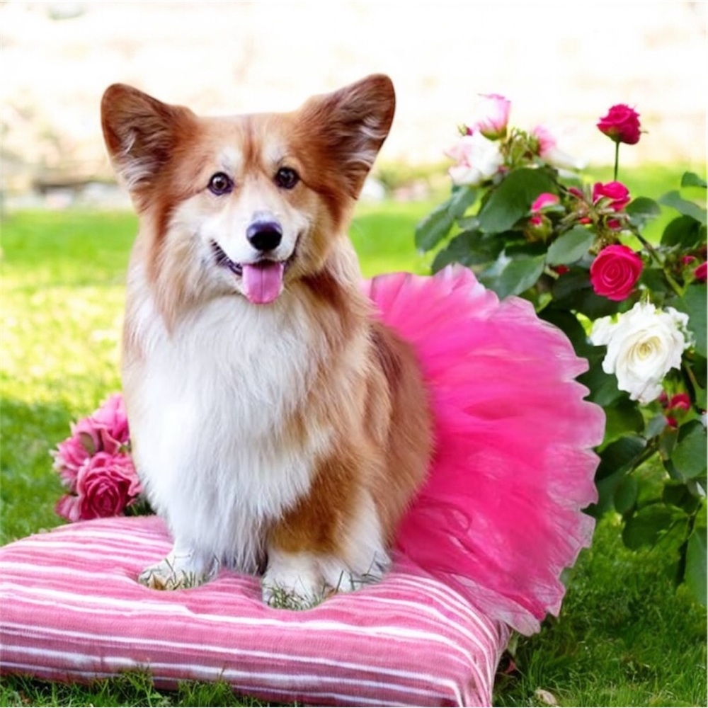 🎉HP🎉 Dog tutu NIB size Medium